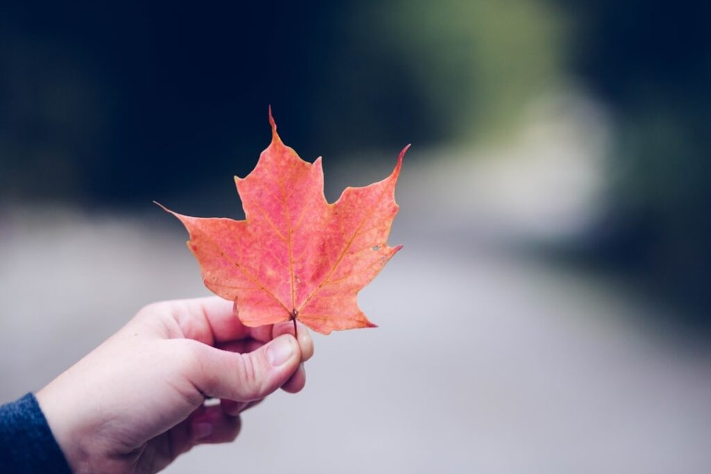 children holding a maple leave